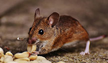 24 Hour & Emergency Exterminators in Orange Cove, CA